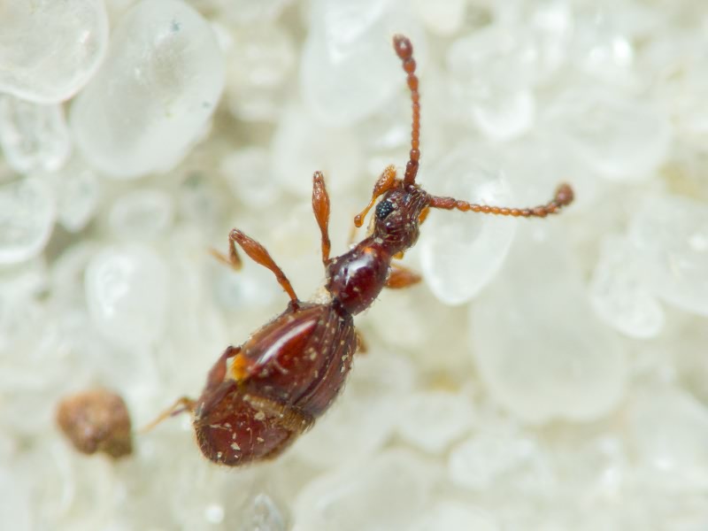 Coleoptera Linnaeus, 1758